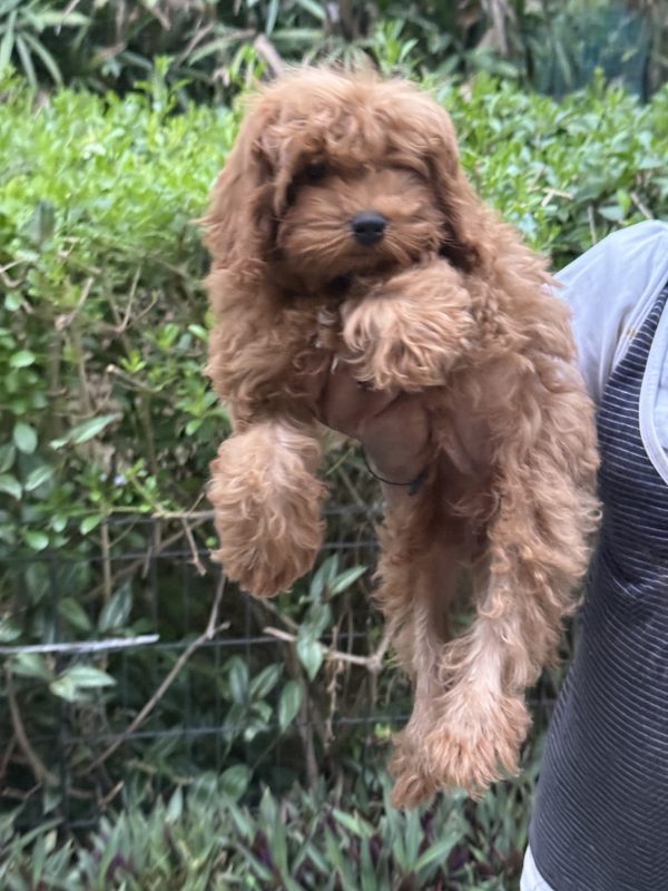 labradoodle