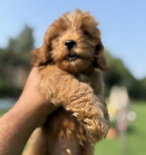 Mini Goldendoodle Puppy – Tegha Kennel India Dubai Canada
