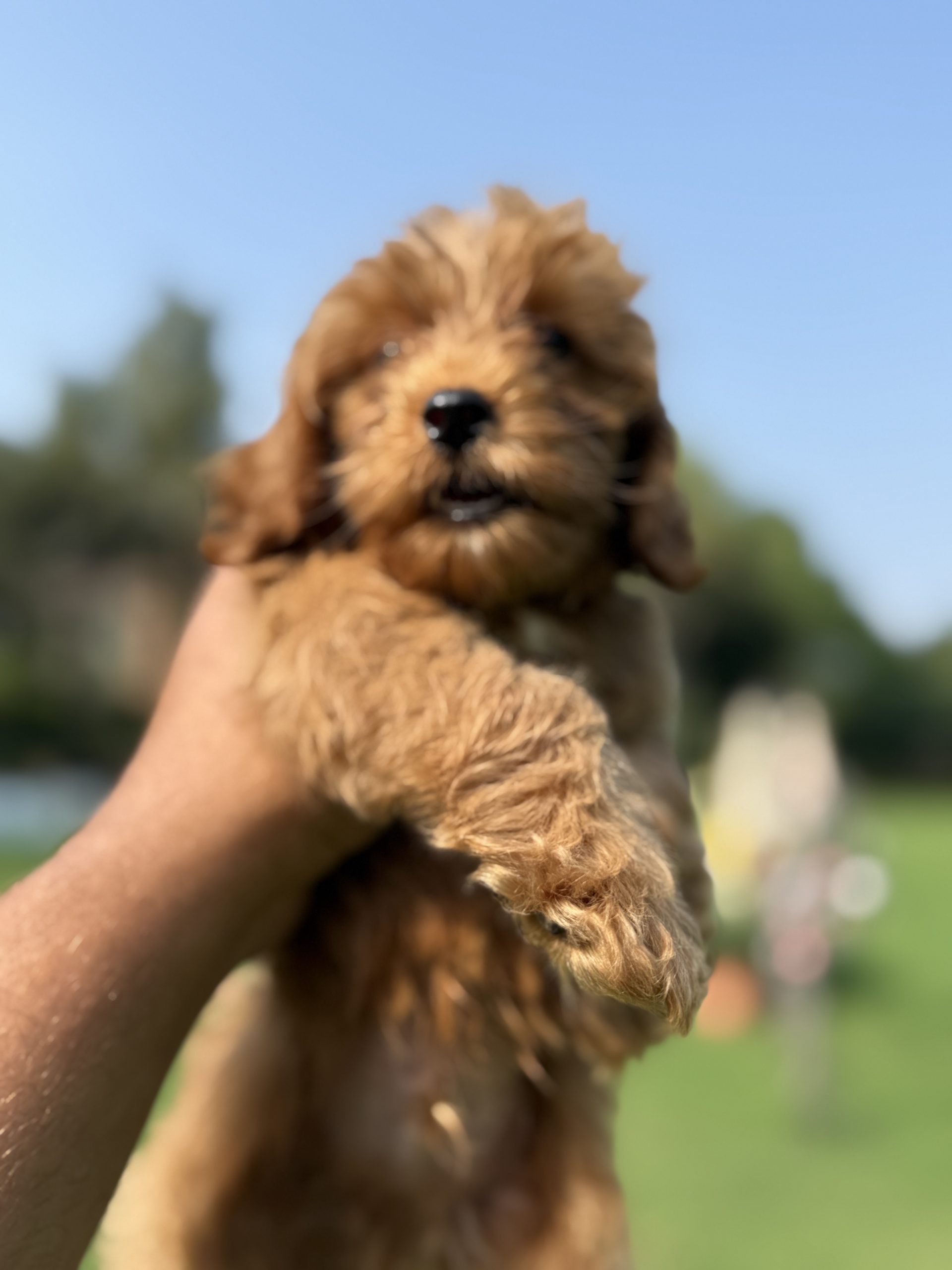 Mini Goldendoodle vs Toy Goldendoodle – Which is Best for Families in India/Dubai/Canada? Mini Goldendoodle Puppy – Tegha Kennel India Dubai Canada