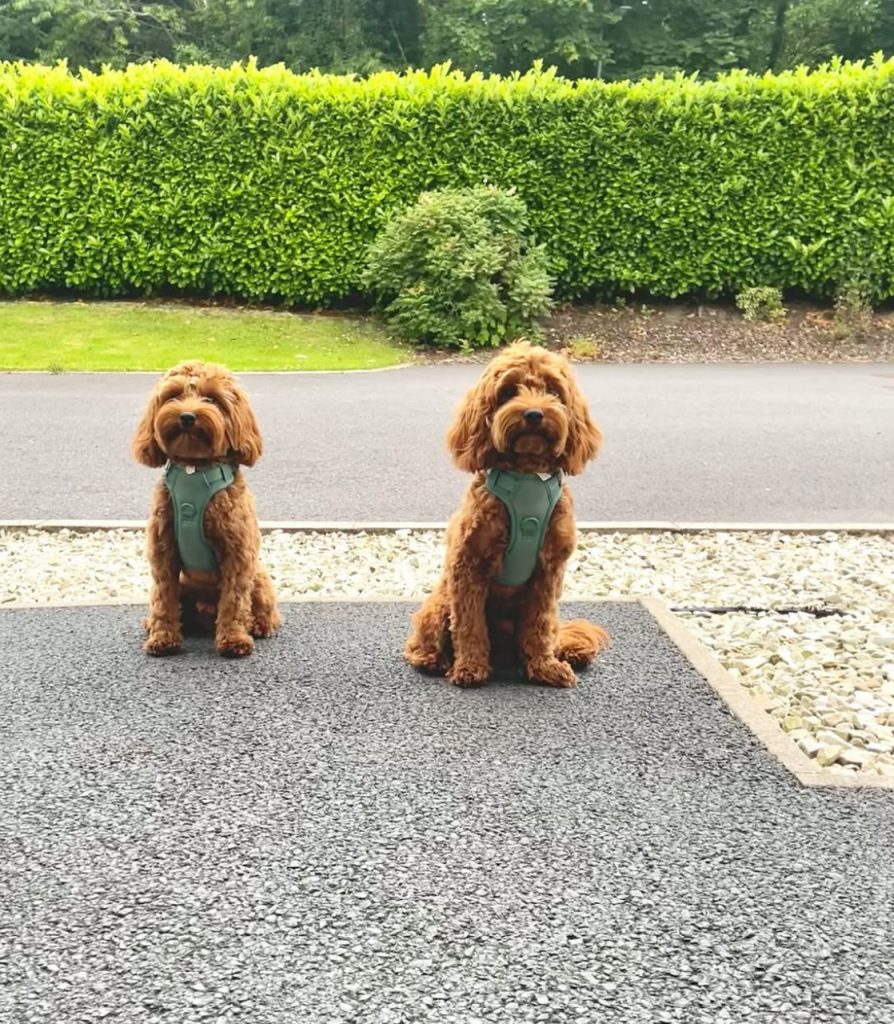 Why Goldendoodles Make the Best Therapy & Emotional Support Dogs