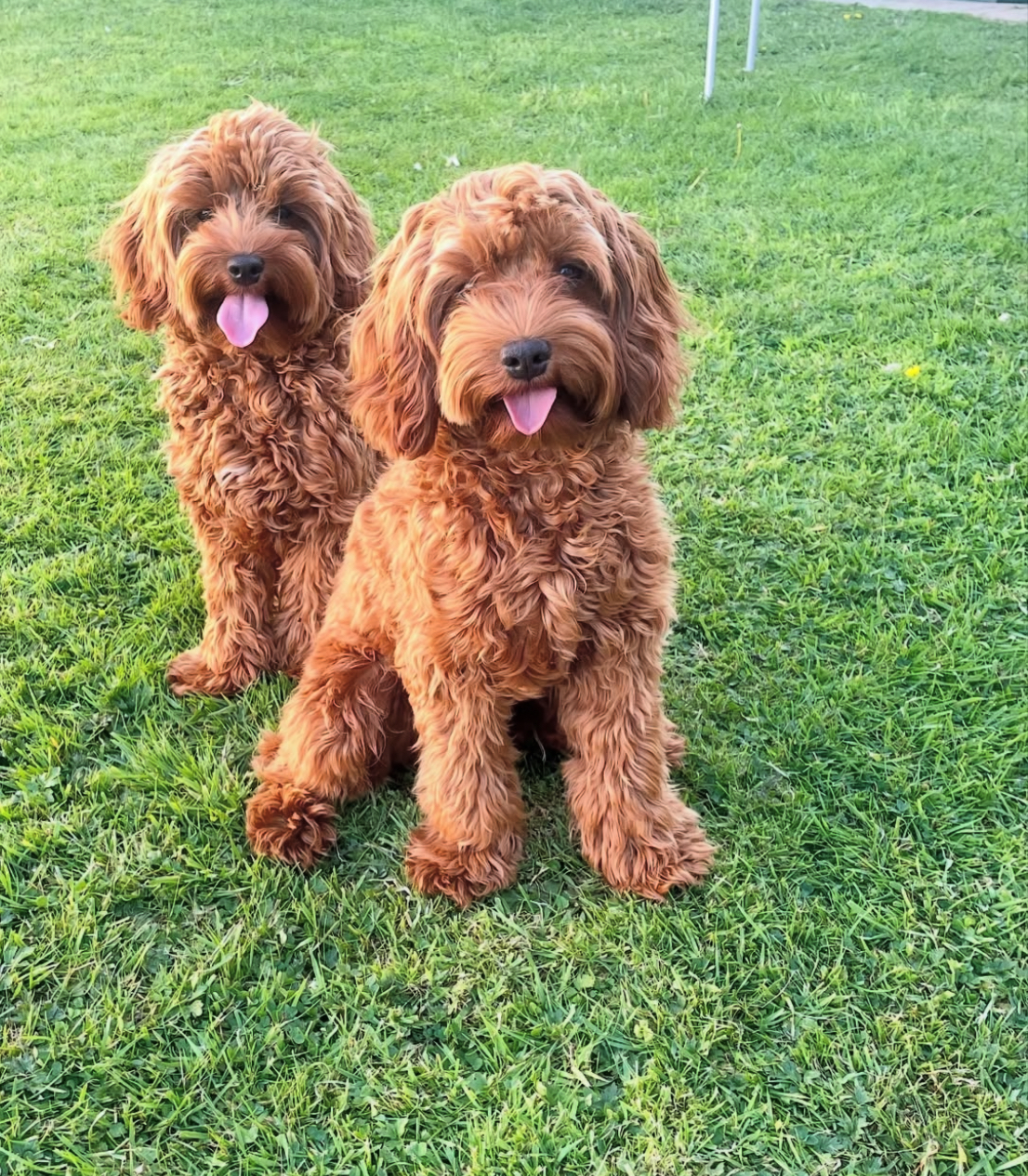F1, F1B, F2B & F3 Goldendoodle Puppies