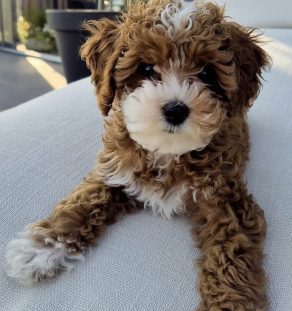 Apricot Goldendoodle puppy with teddy bear face available in India