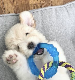 English Teddy Bear Goldendoodle puppy for sale at Tegha Kennel India