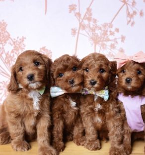 Australian Labradoodle puppies playing outdoors at Tegha Kennel in India dubai canada
