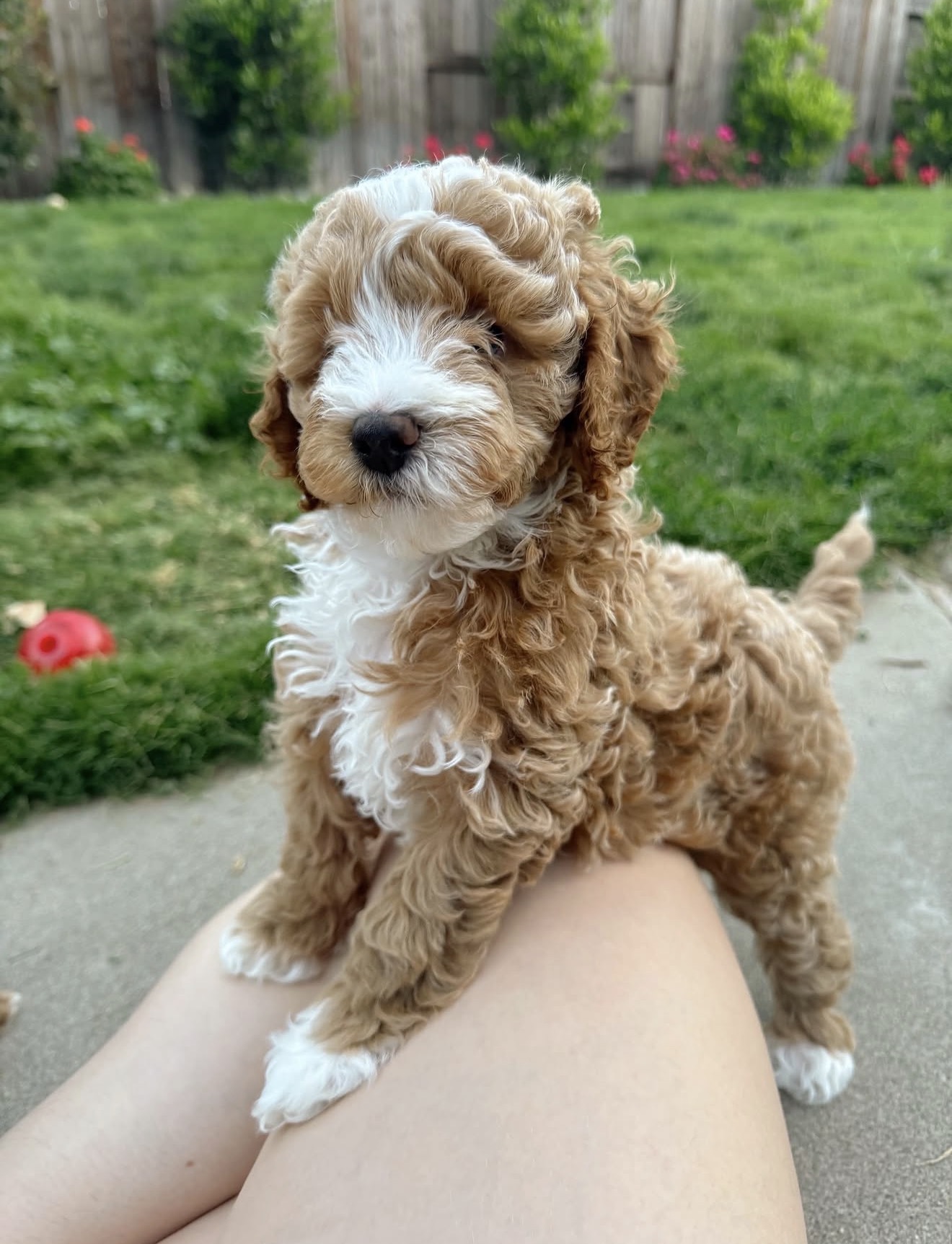 Tegha Kennel puppy specialist with new Cavapoo owner