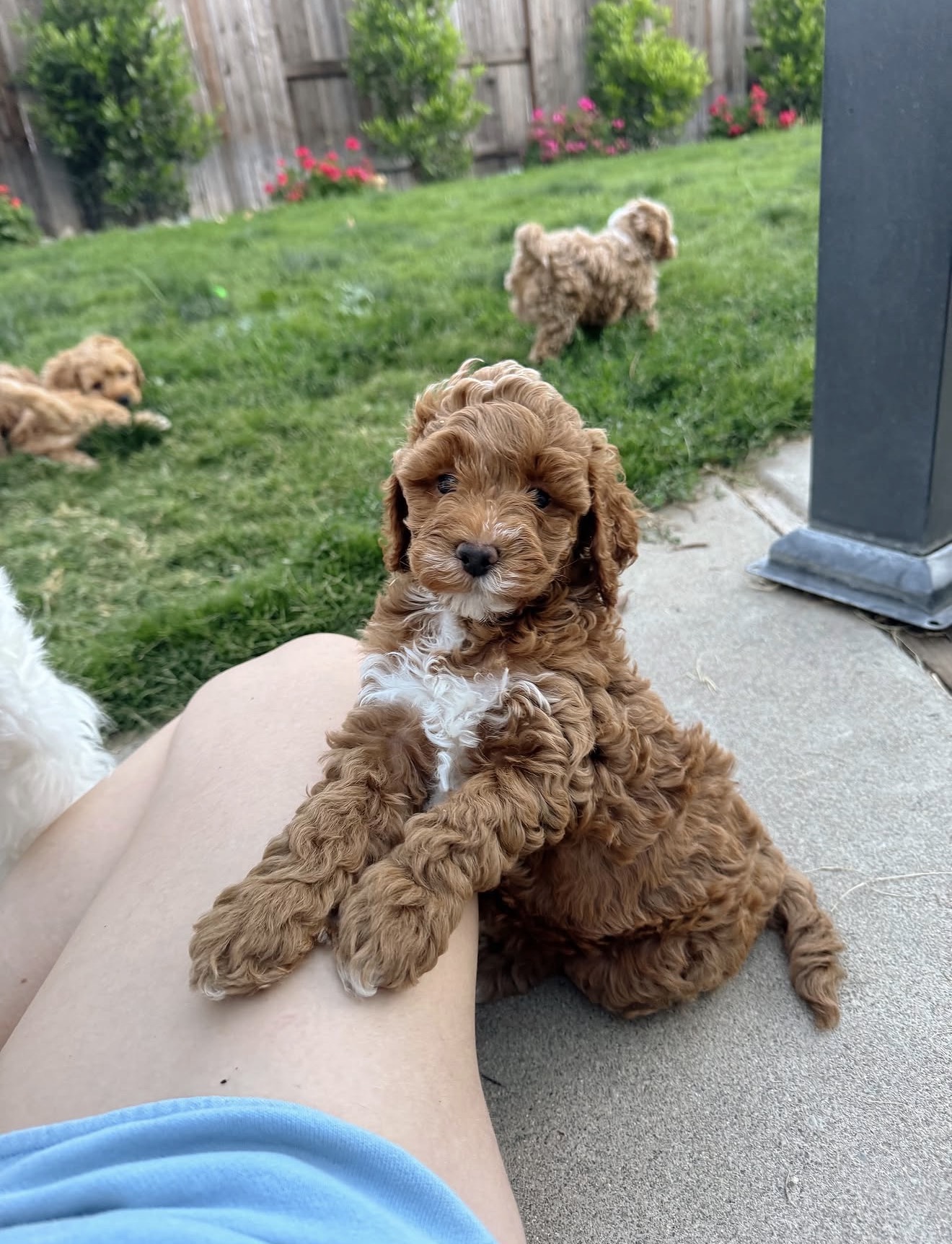 Cavapoo puppy close-up face, curly coat