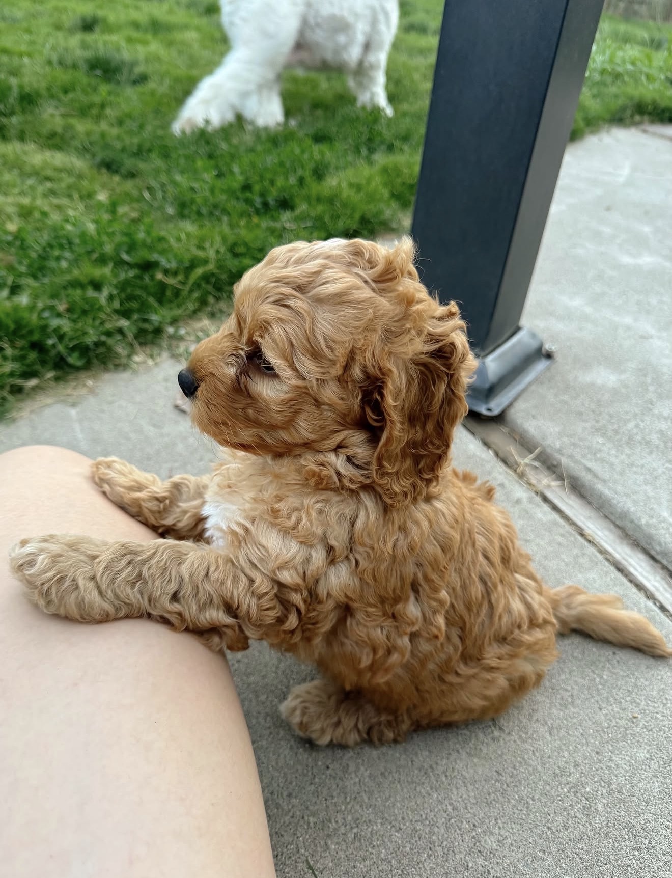 Cavapoo Puppies for Sale in canada | Tegha Kennel - Image 4