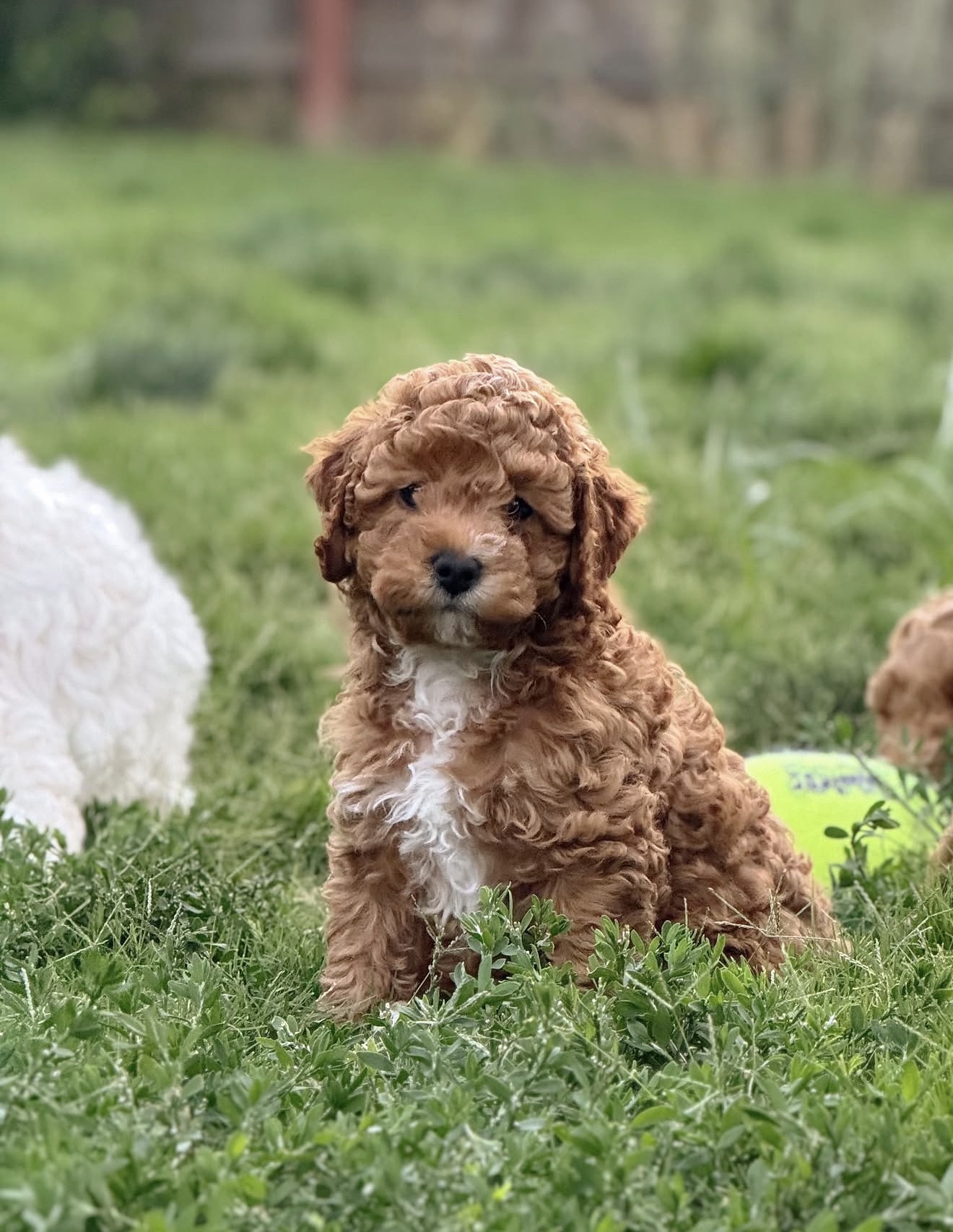 Cavapoo Puppies for Sale in canada | Tegha Kennel - Image 3