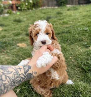 Parti color Cavapoo puppy for adoption Tegha Kennel canada