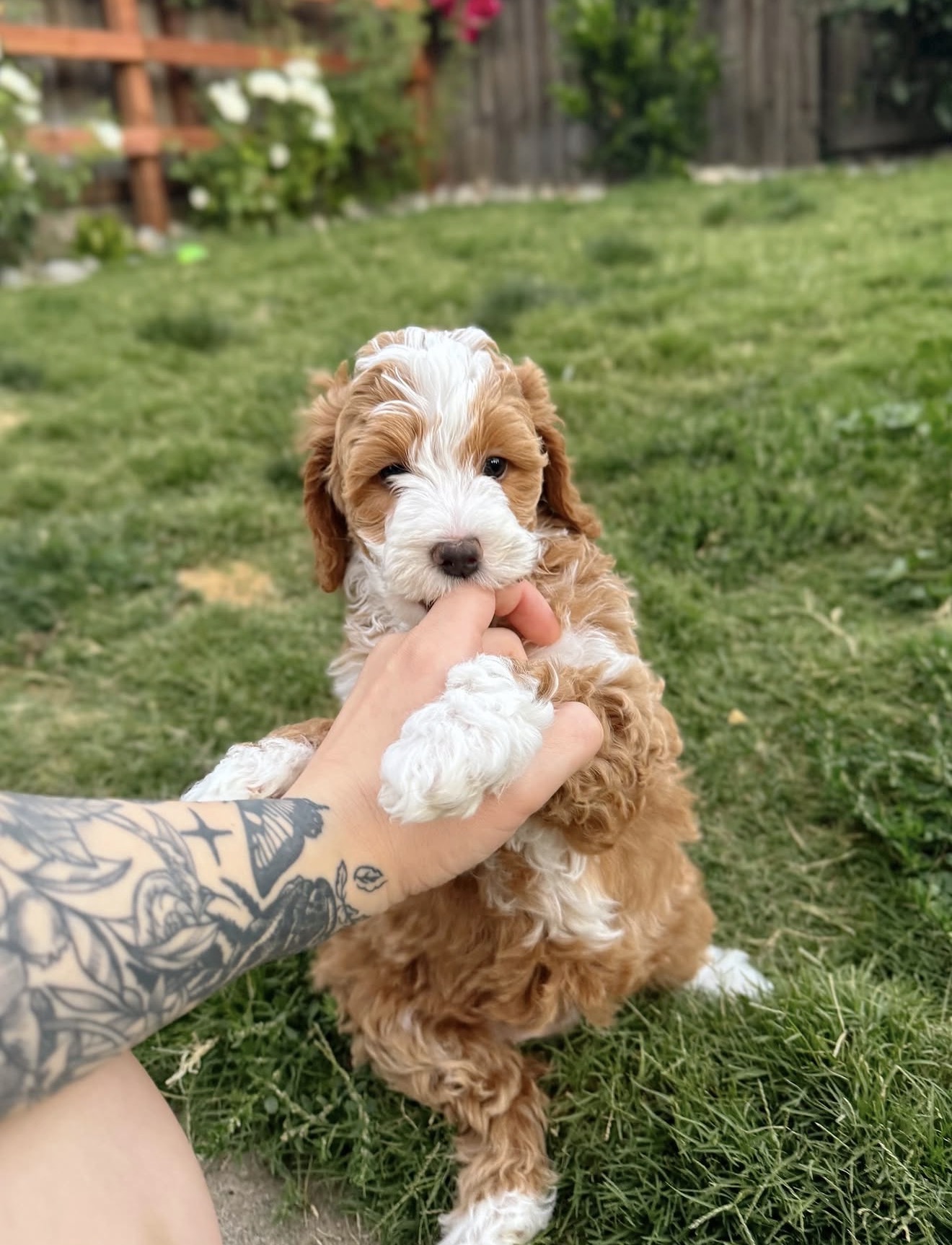 Parti color Cavapoo puppy for adoption Tegha Kennel canada