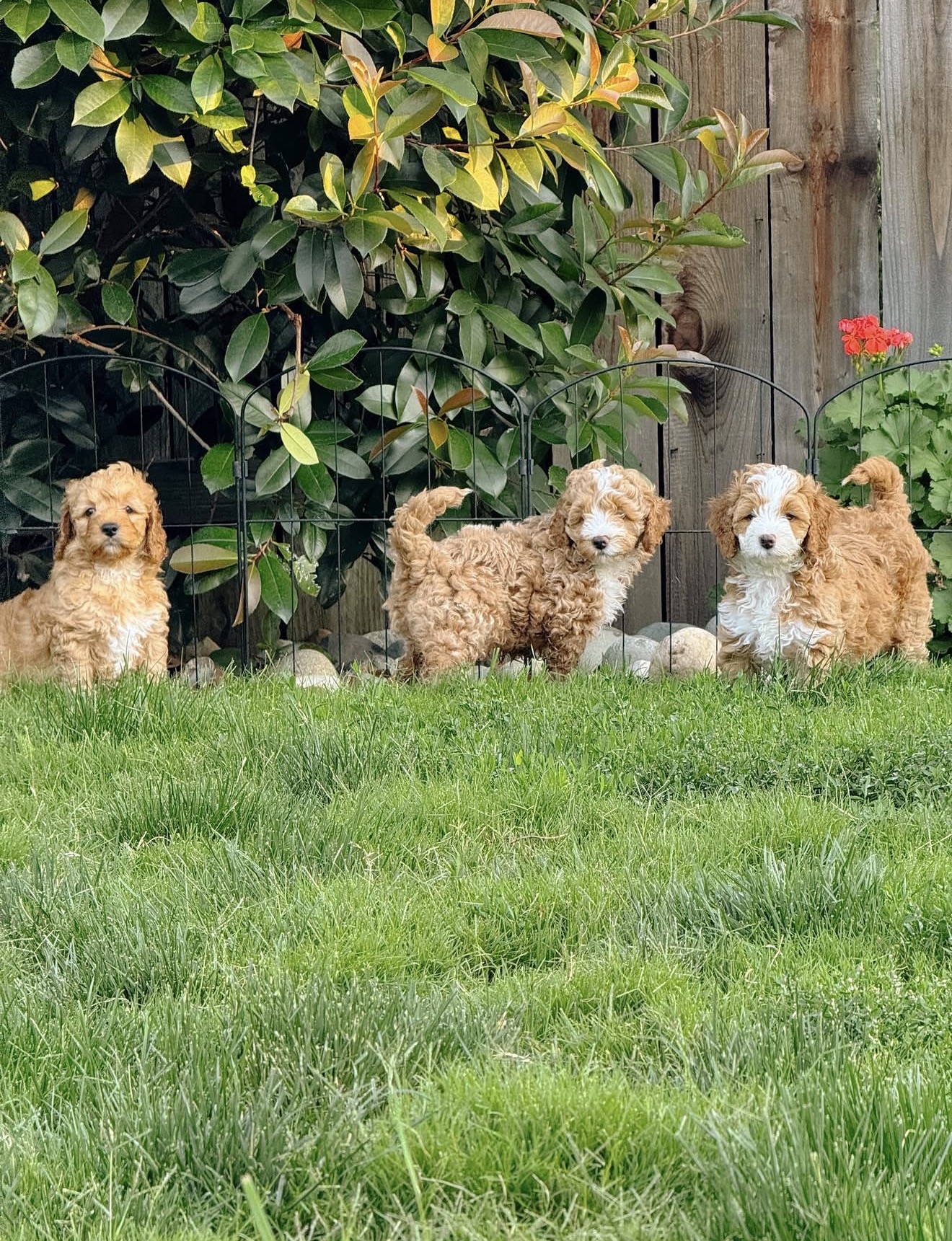 Cavapoo puppy litter sleeping together, Tegha Kennel