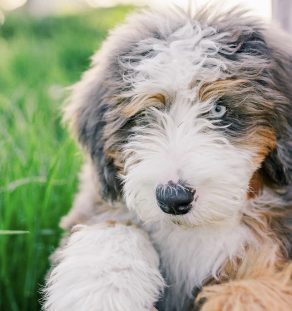 Sable Schnoodle puppy playing, Tegha Kennel