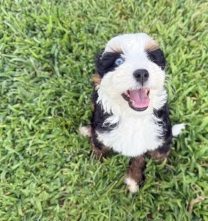 Blue merle Aussiedoodle puppy portrait, Tegha Kennel India