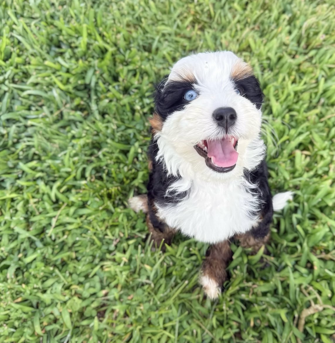 Blue merle Aussiedoodle puppy portrait, Tegha Kennel India
