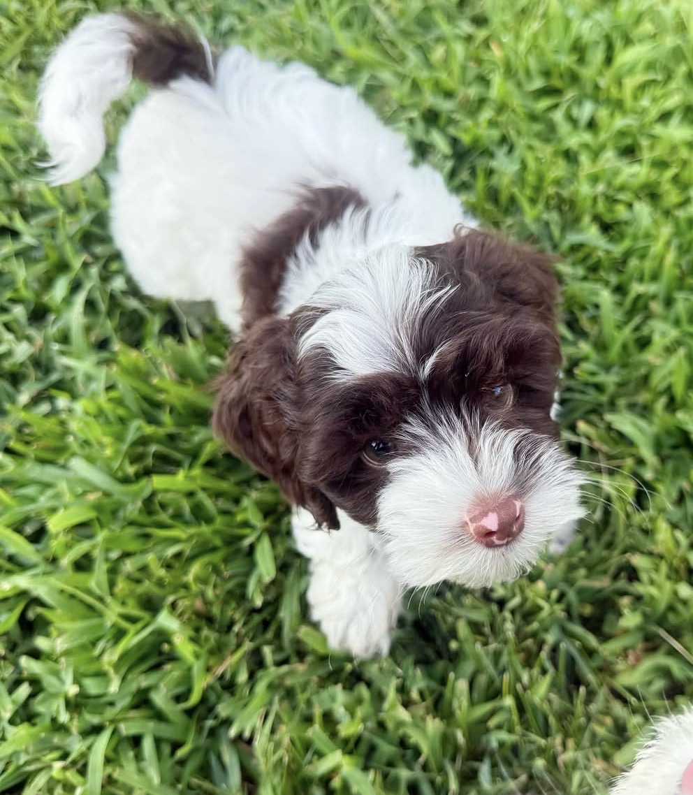 Red merle Aussiedoodle puppy playing outdoors, Tegha Kennel