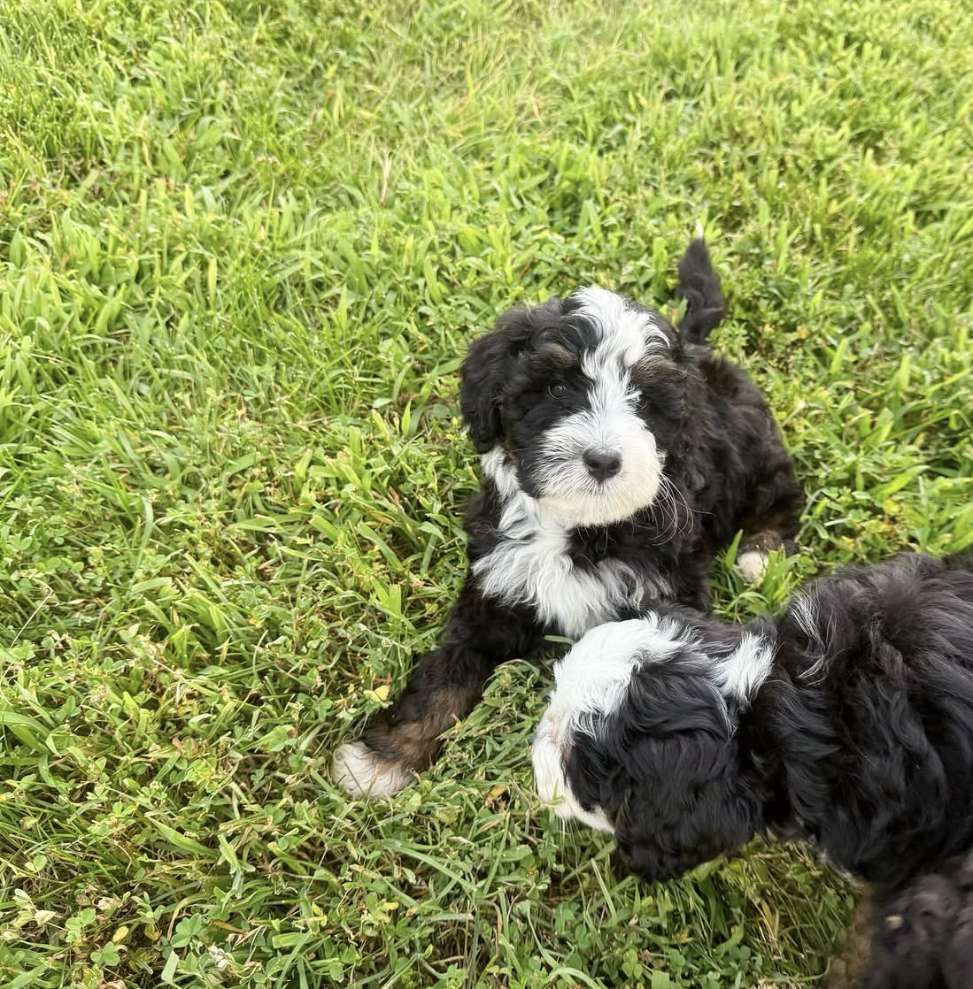 Aussiedoodle puppy litter together, Tegha Kennel India