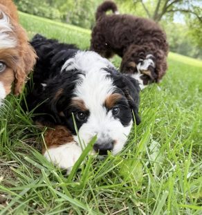 Tricolor Bernedoodle puppy portrait, Tegha Kennel India