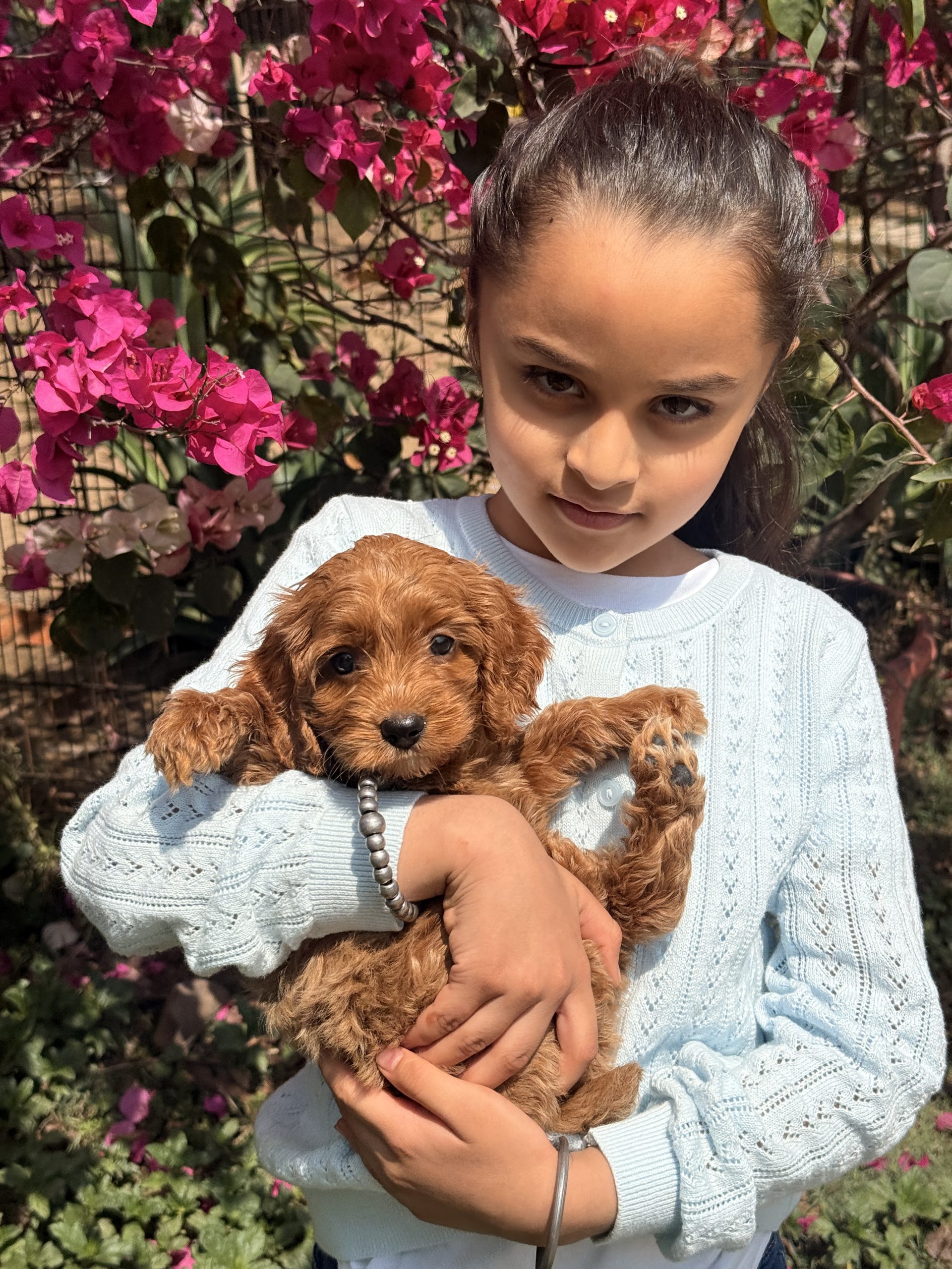 english-f1b-goldendoodle-puppy-india.webp