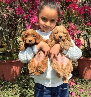 f1b-goldendoodle-puppies-for-sale-india-tegha-kennel.webp