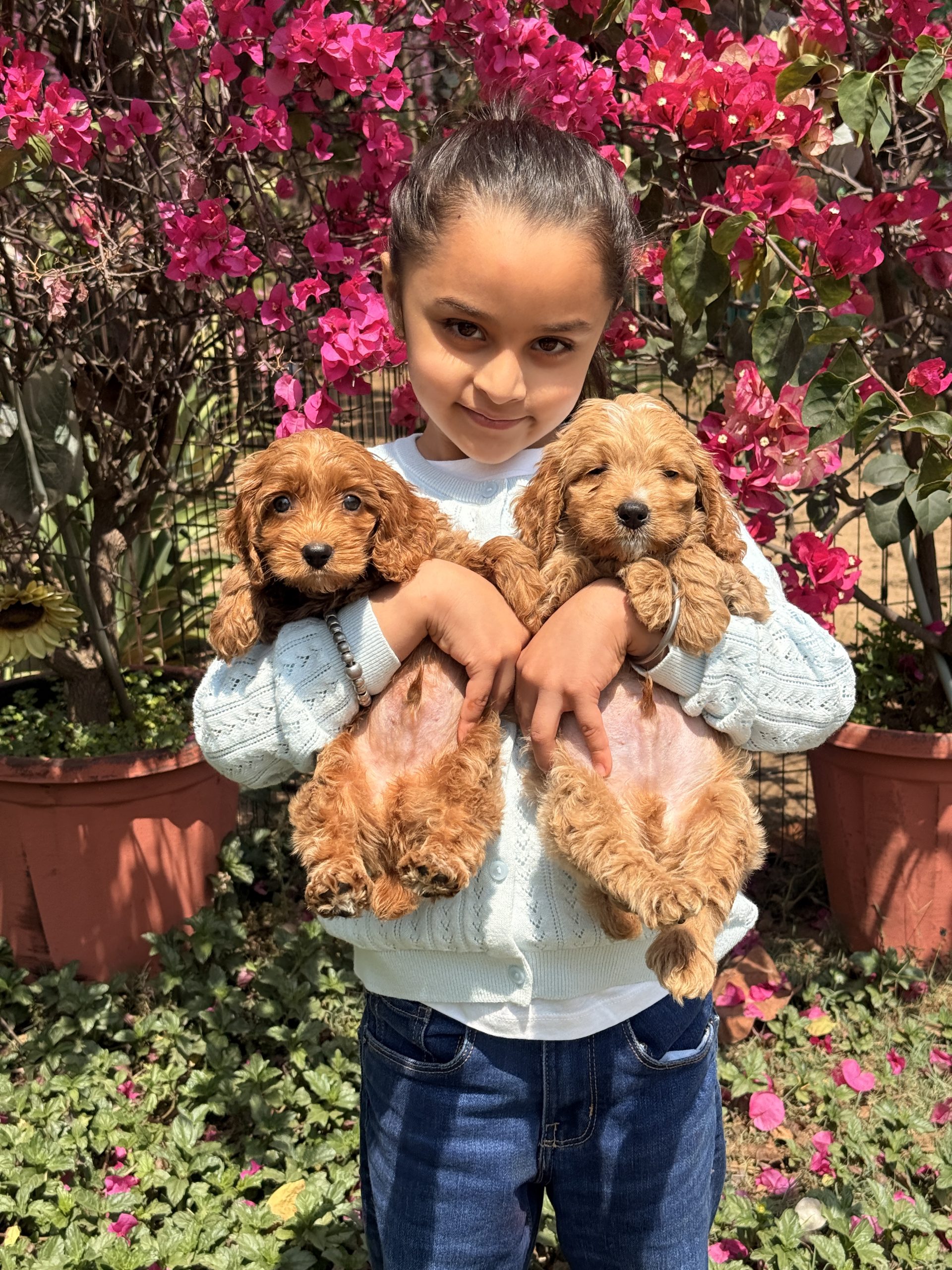 f1b-goldendoodle-puppies-for-sale-india-tegha-kennel.webp