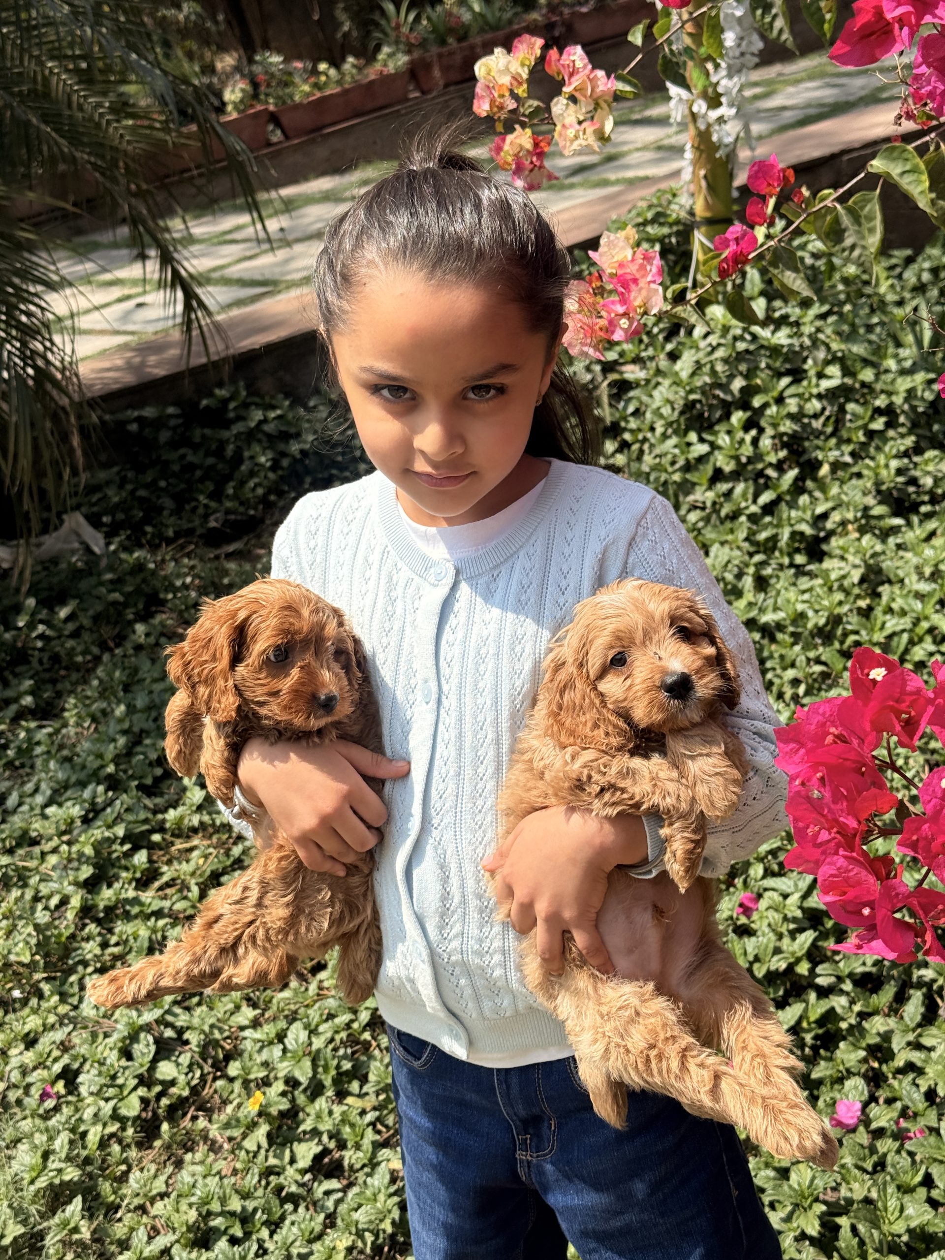 Ethical Goldendoodle Breeder
