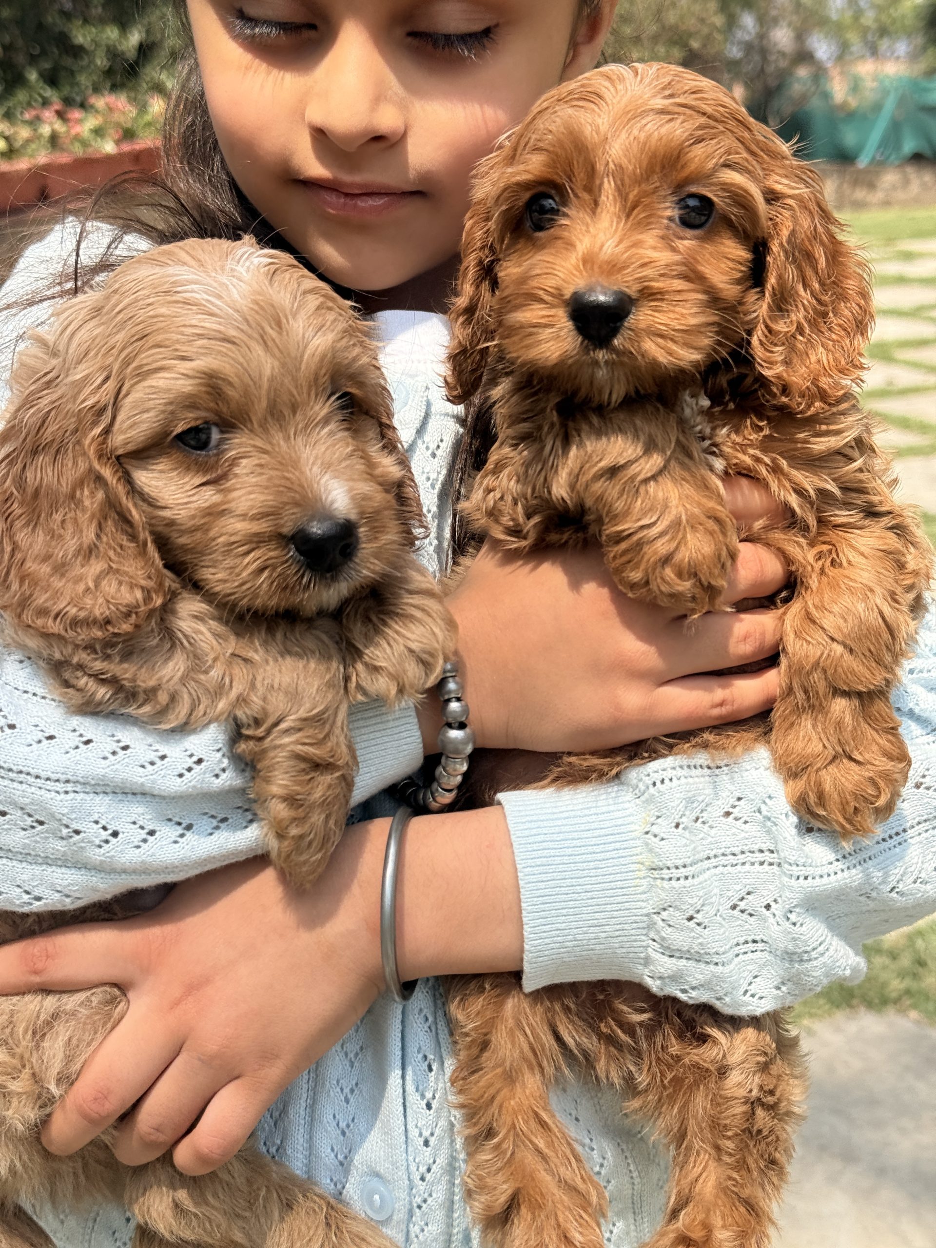 mini-f1b-goldendoodle-puppy-family-dog.webp