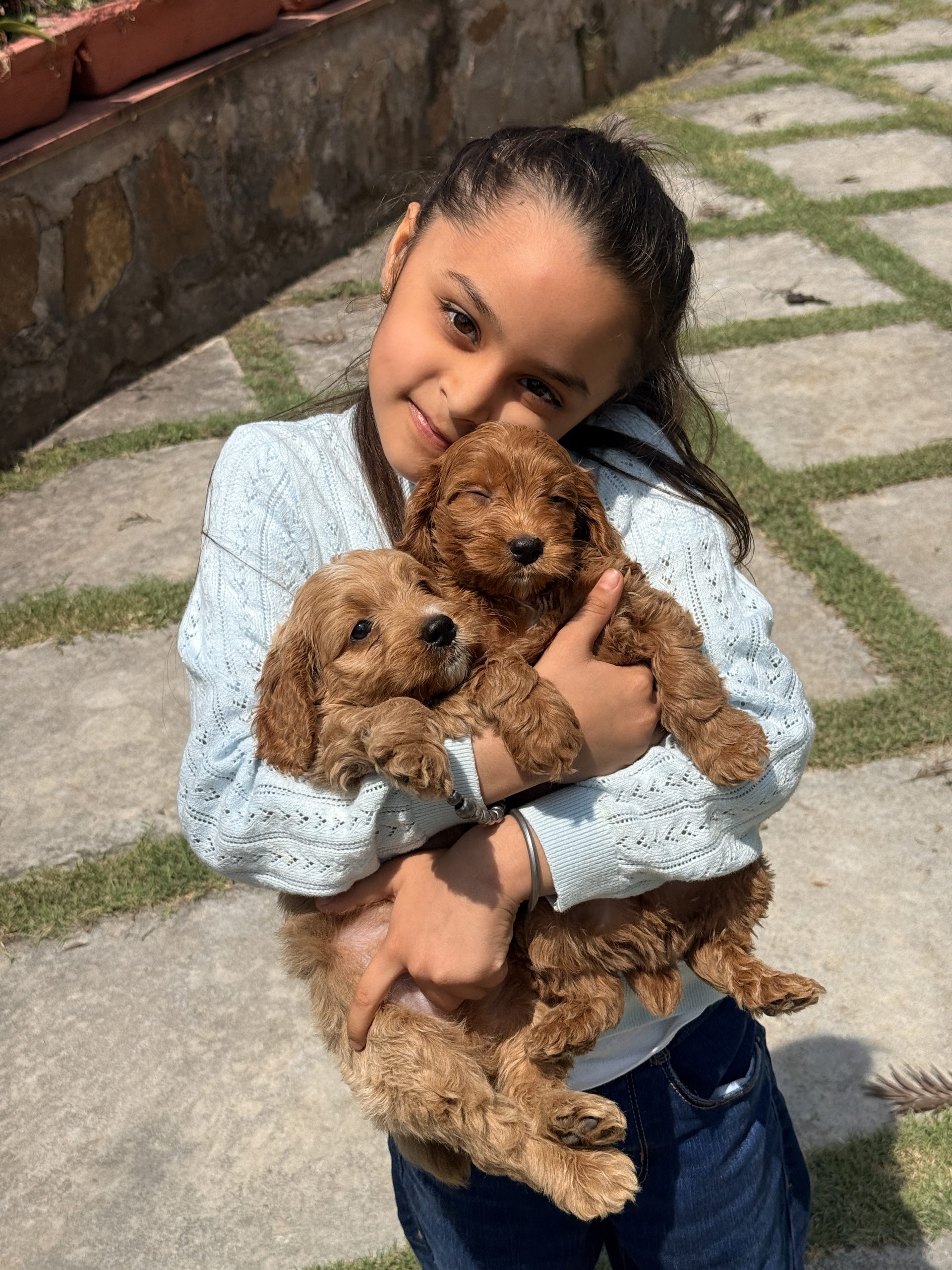F1B Goldendoodle Puppies for Sale in India | Tegha Kennel