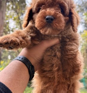 Red Goldendoodle Puppy for Sale in India | Tegha Kennel