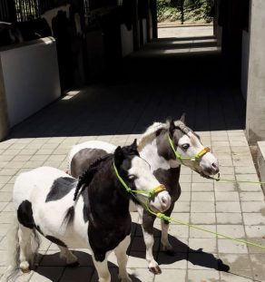 remium Fox Pinto Falabella miniature stallion at Tegha Kennel India