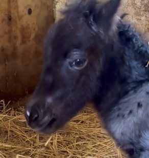 Bella Falabella miniature horse filly with elegant conformation and straight legs