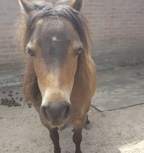Quarter Pony Cross breeder in india