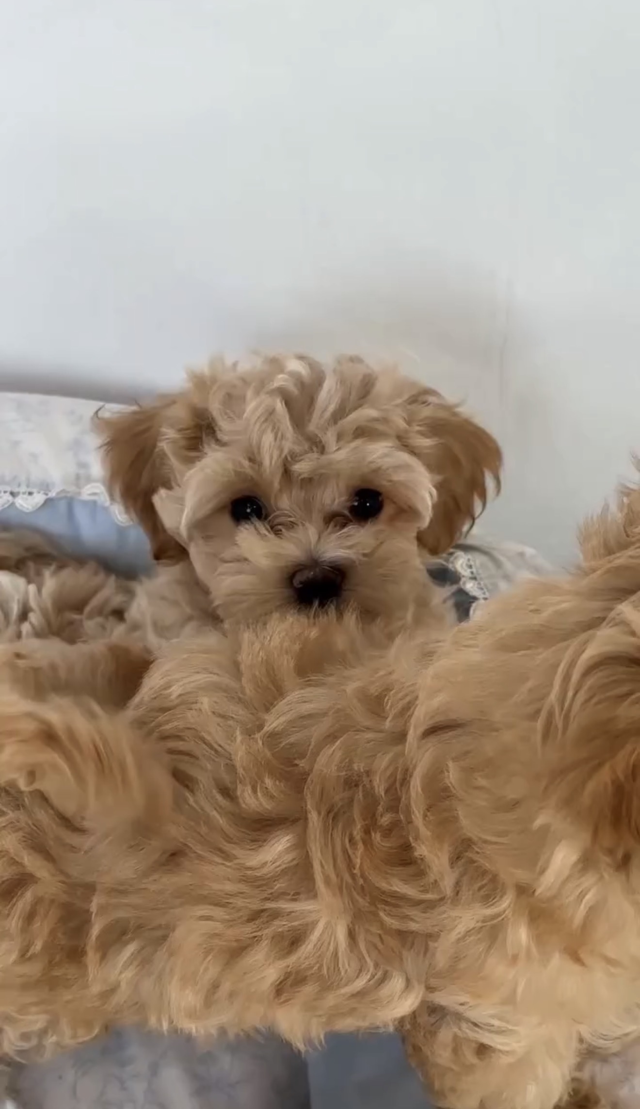 Male and Female Maltipoo Puppies Delhi India