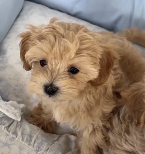 Gold Maltipoo Puppies for Sale in India