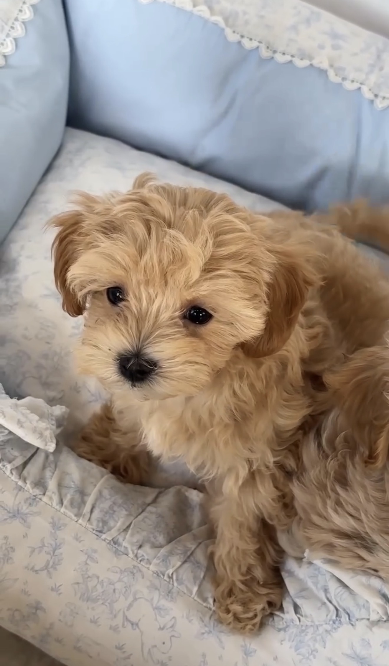Gold Maltipoo Puppies for Sale in India