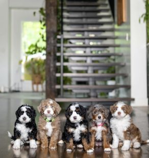 Sheepadoodle Puppies India | Tegha Kennel