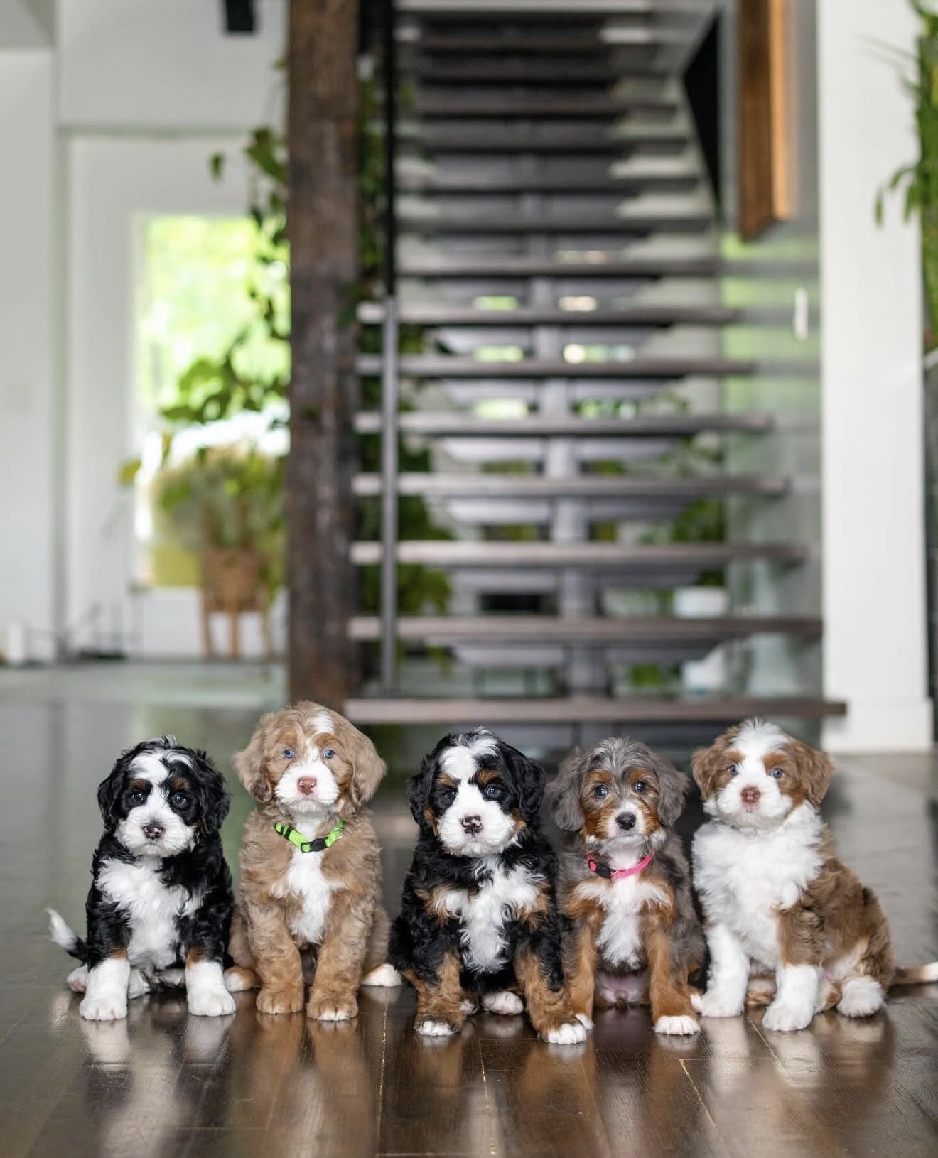 Sheepadoodle Puppies India | Tegha Kennel