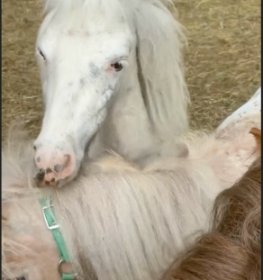 Falabella Miniature Horses for Sale in India | Tegha Kennel