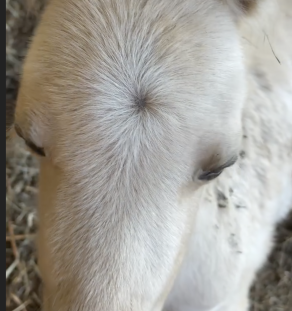 Purebred Falabella miniature horse at Tegha Kennel India