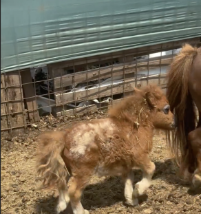 Falabella breeder in india