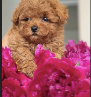Gold Maltipoo Puppies for Sale in Canada