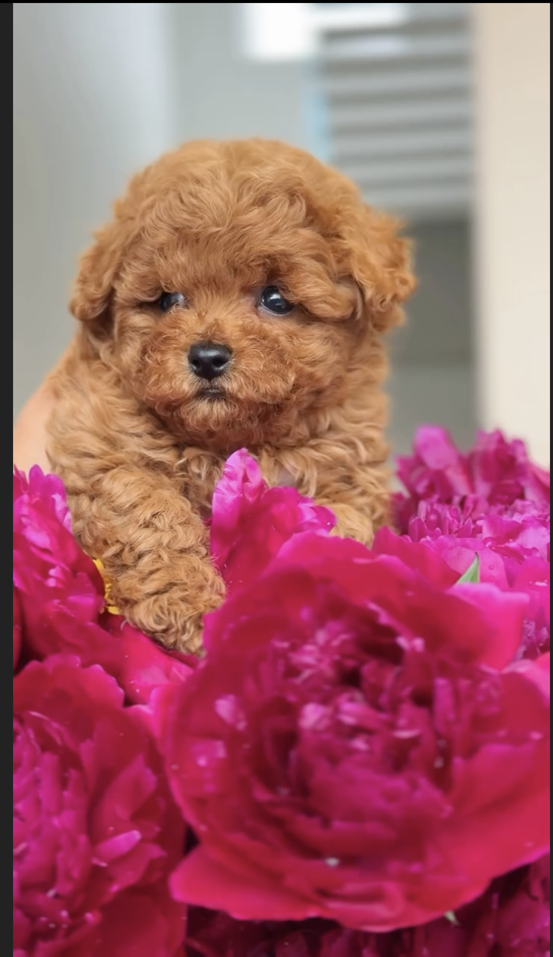 Gold Maltipoo Puppies for Sale in Canada
