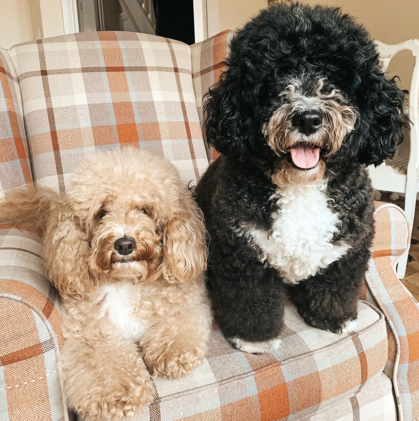 in adult maltipoo look like teddy