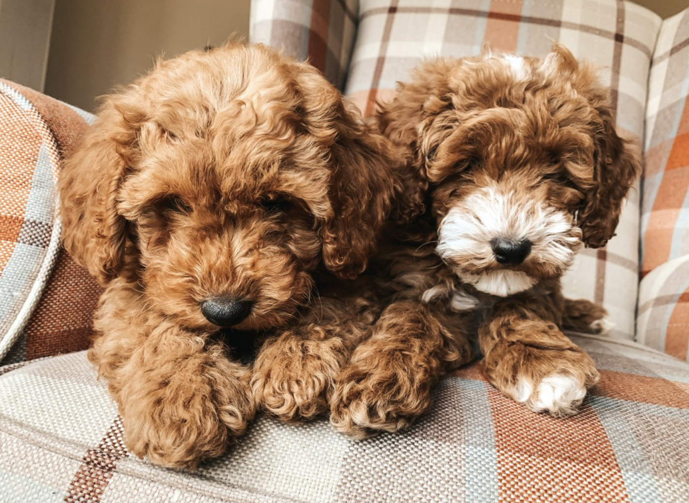 Apricot and black Maltipoo puppies playing, Tegha Kennel litter