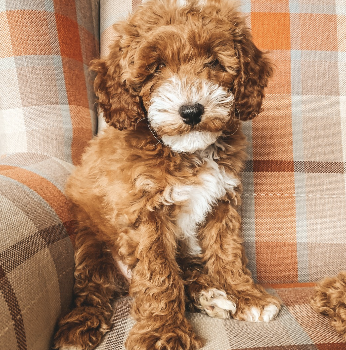 parti coloured maltipoo