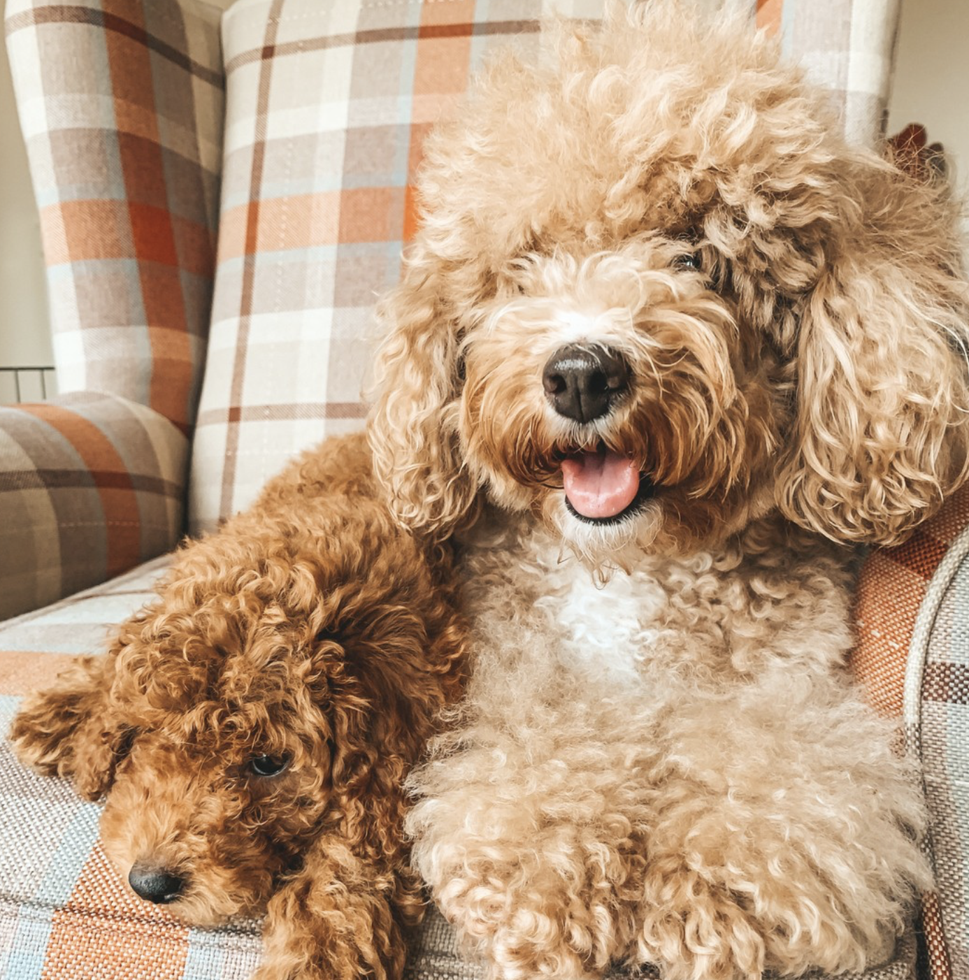 mother maltipoo with puppies