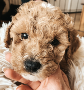 maltipoo-puppy-beige-tegha-kennel.jpg