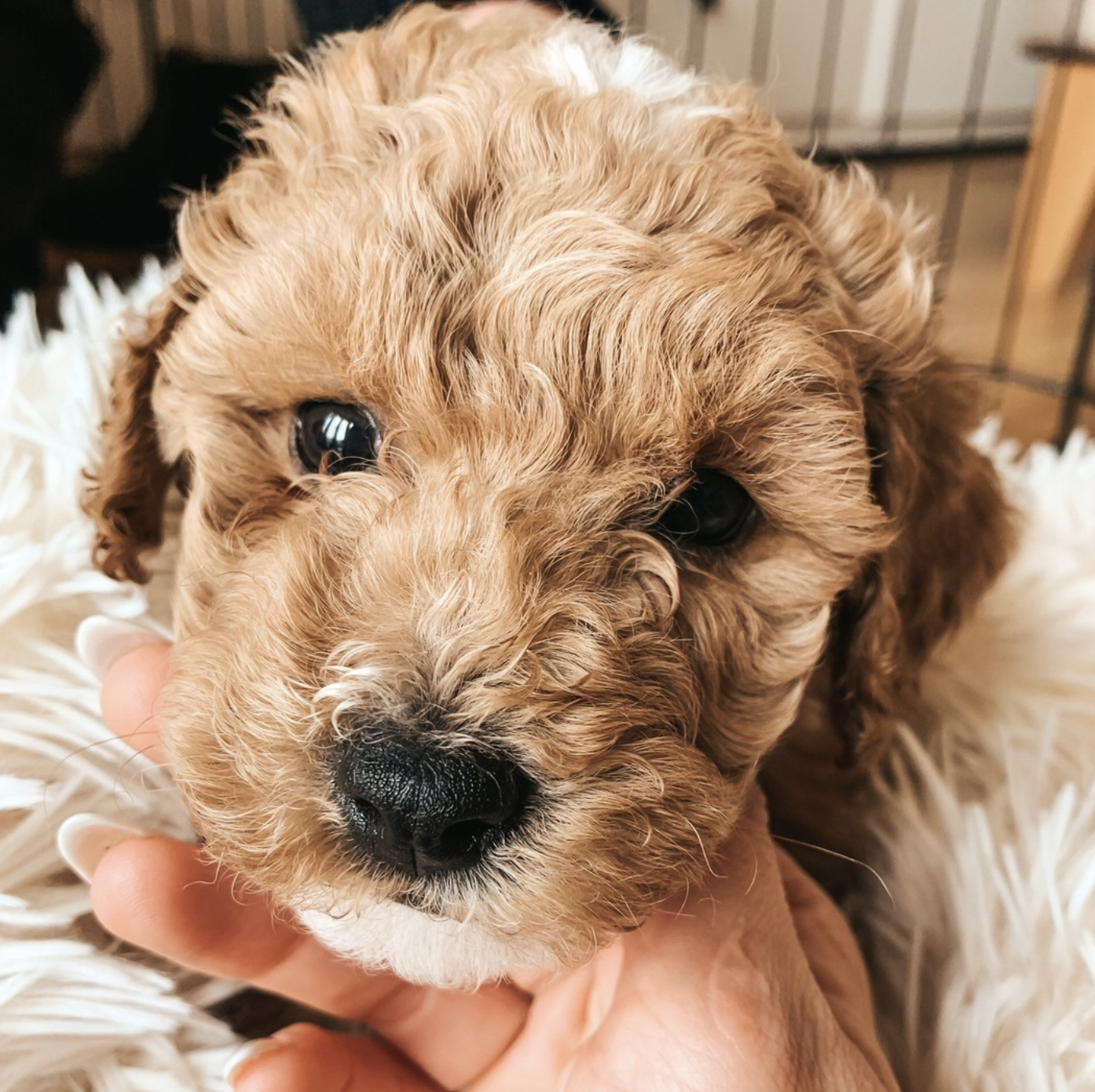maltipoo-puppy-beige-tegha-kennel.jpg