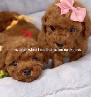 Poochon Puppy for Sale in India | Tegha Kennel