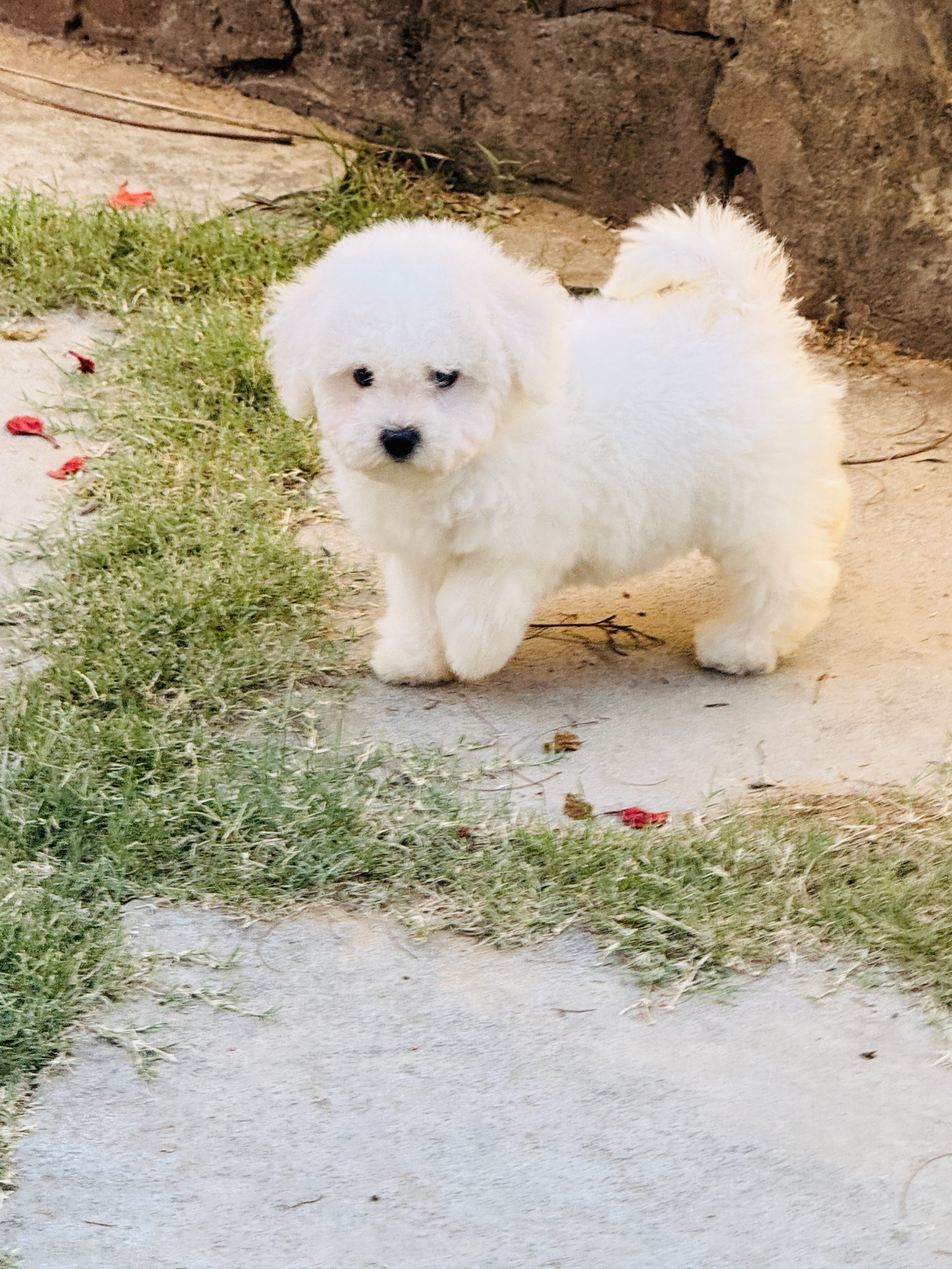Purebred Bolognese Breed Standard and Coat