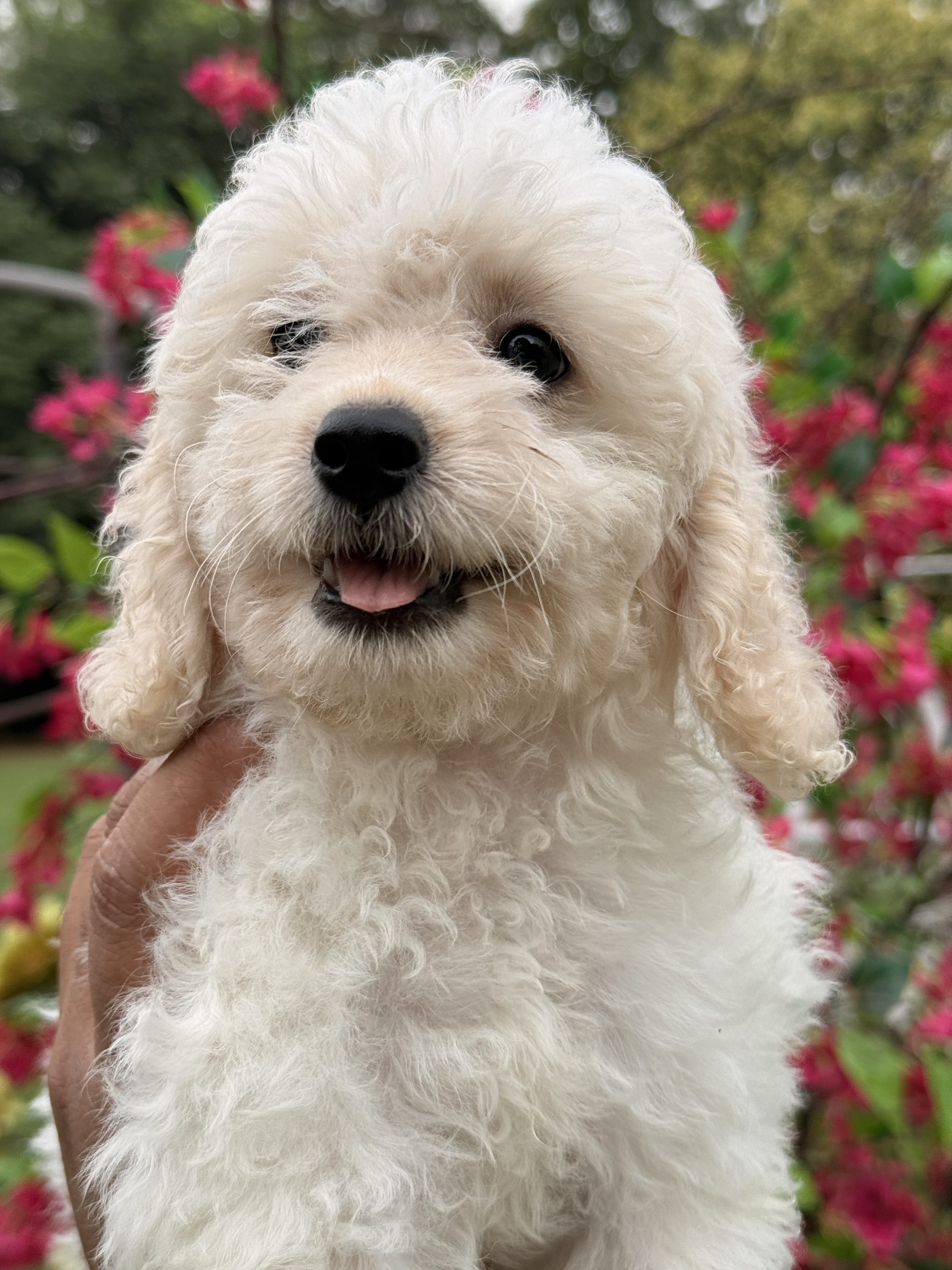 Ethical Socialization of Bolognese Puppies